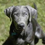 labrador puppy